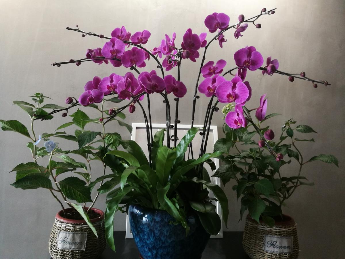 Ma Cherie Homestay Shanghai Extérieur photo